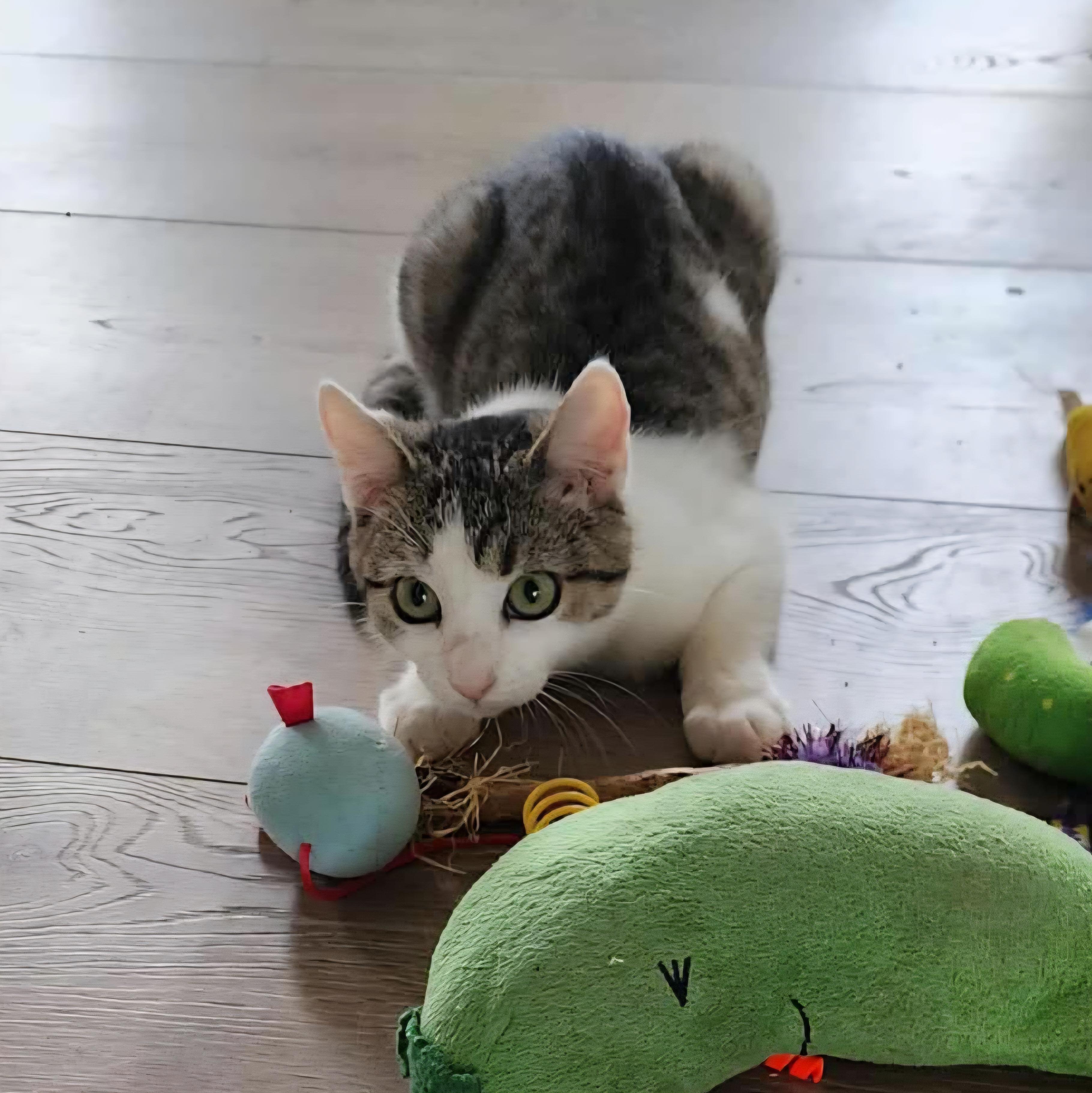 Gracie, adopted, Young Female Domestic Short Hair.