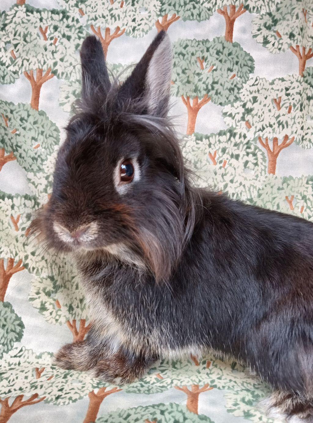 Bun Marley, a other Lionhead in Goleta, CA image 1/2
