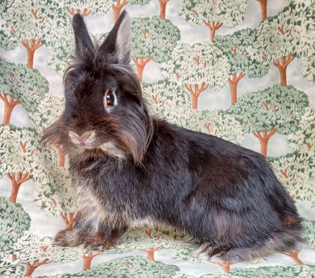 Bun Marley, a other Lionhead in Goleta, CA image 2/2