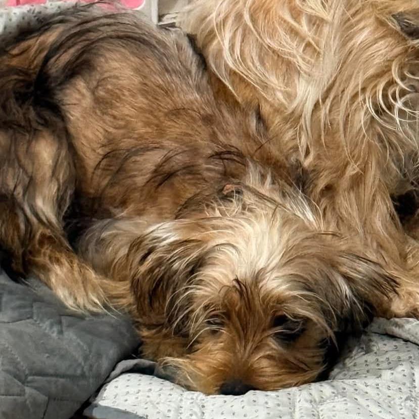 Remy, Adoptable, Young Male Yorkshire Terrier.