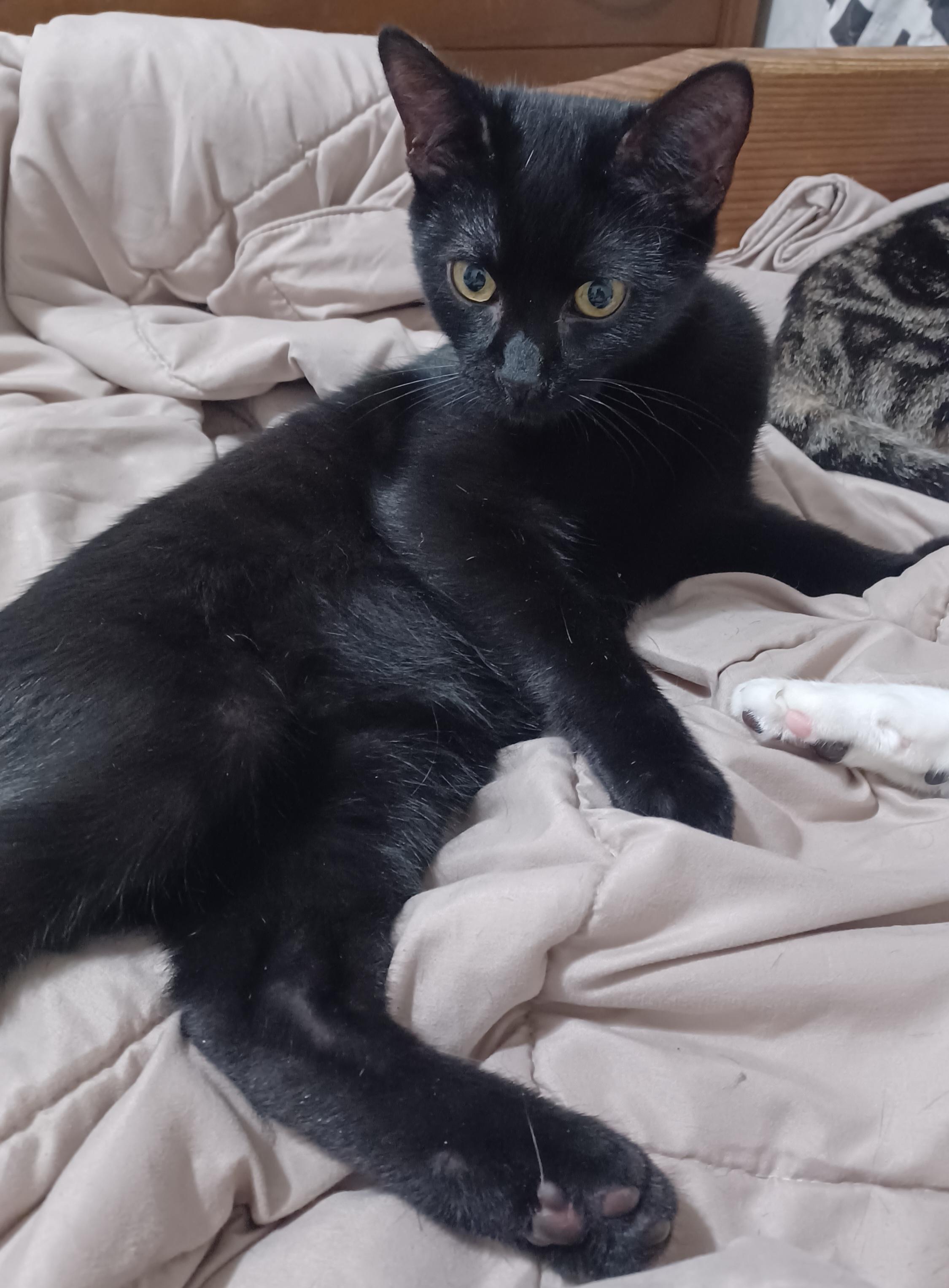 Enlarge Cinder, a Adoptable Domestic Short Hair in Morgantown, WV image 1/4