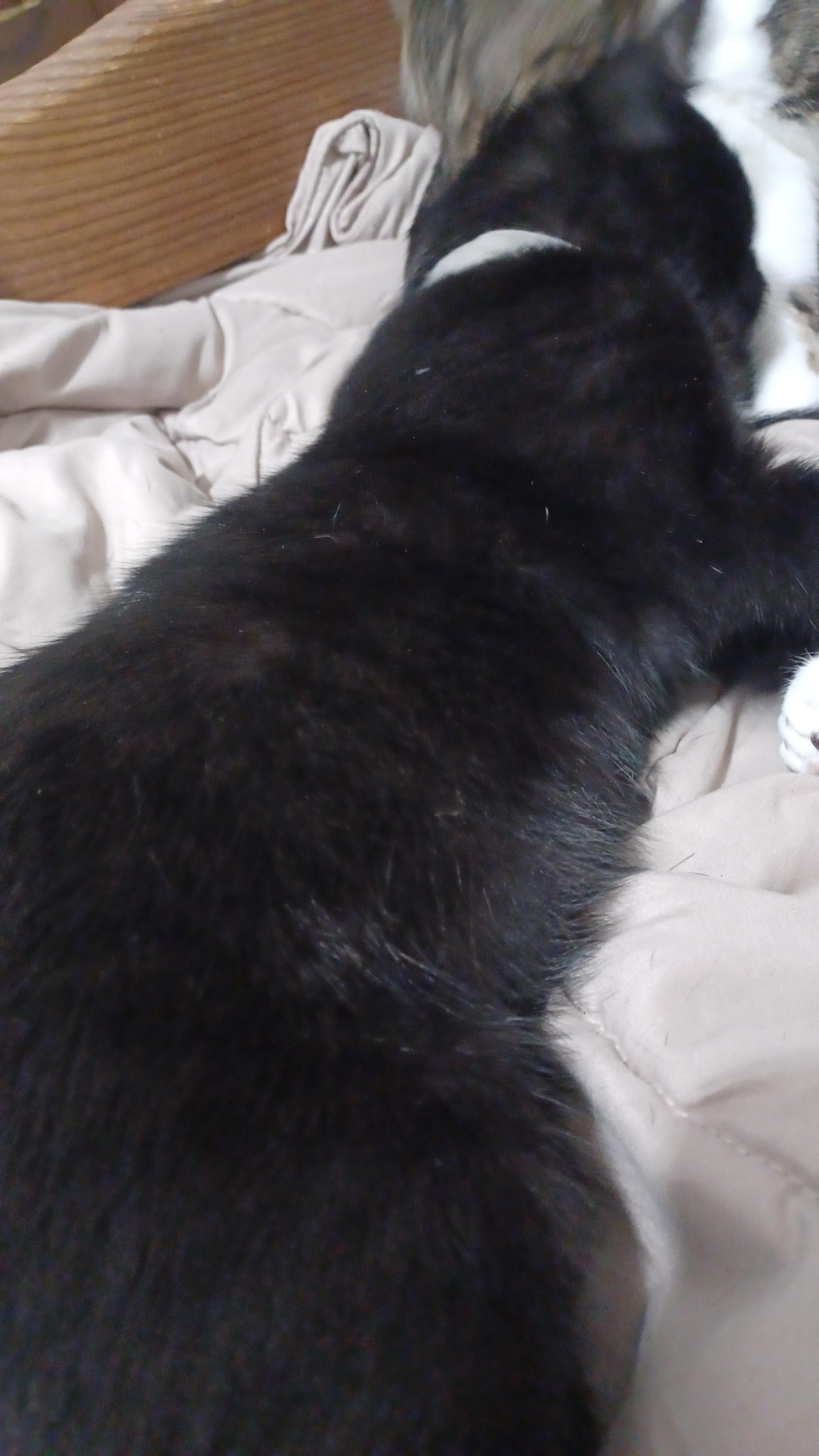 Enlarge Cinder, a Adoptable Domestic Short Hair in Morgantown, WV image 2/4