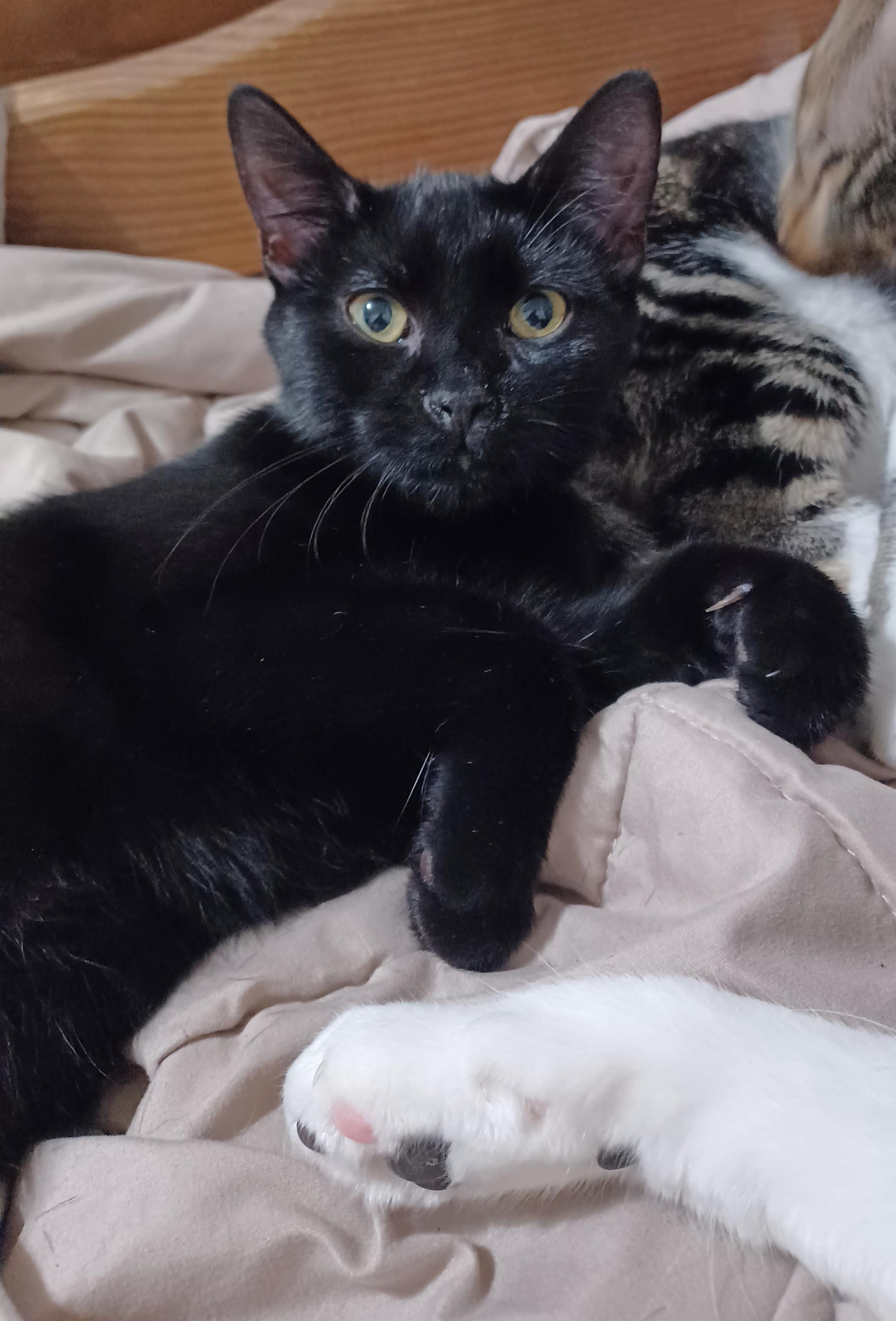 Enlarge Cinder, a Adoptable Domestic Short Hair in Morgantown, WV image 3/4