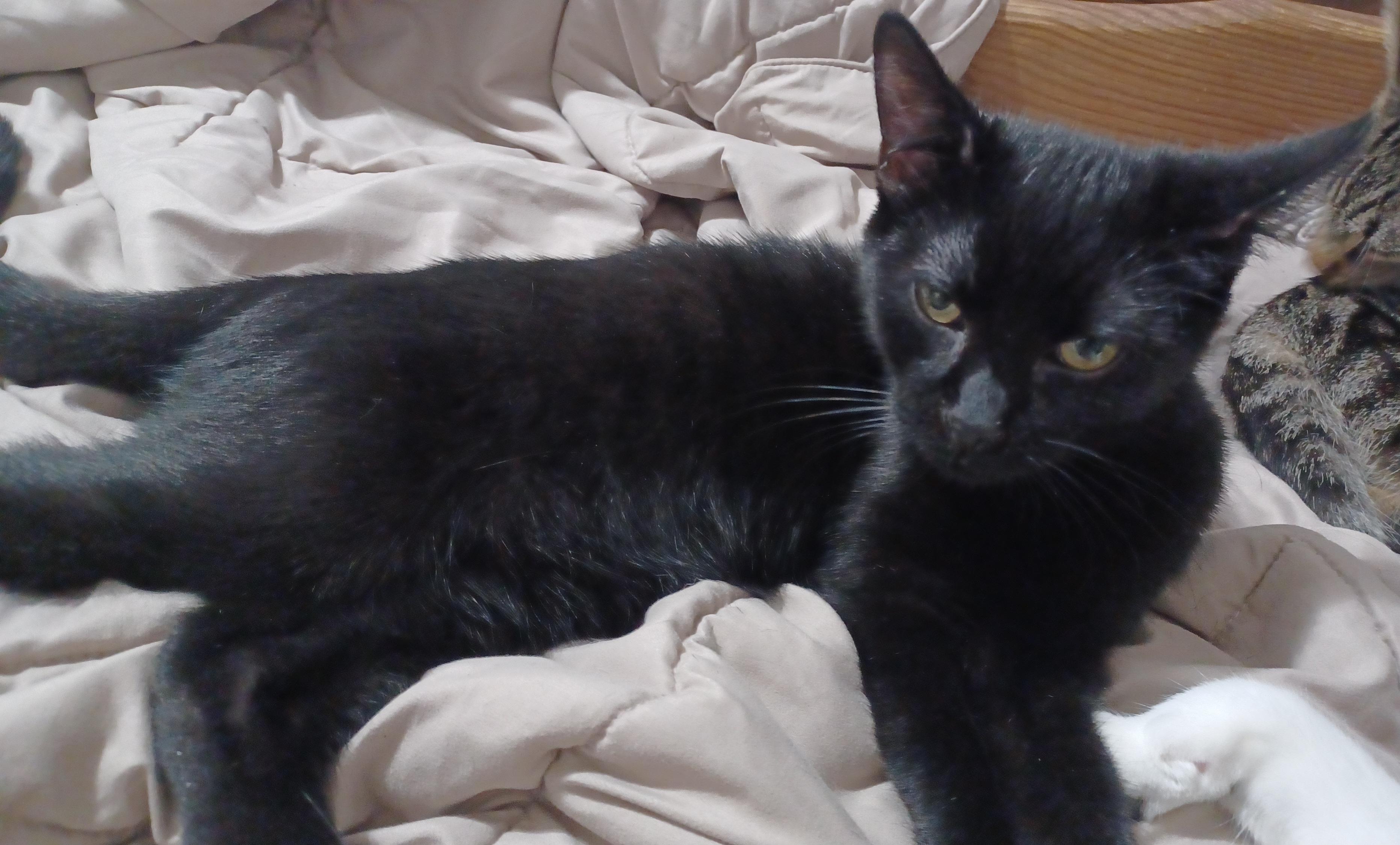 Enlarge Cinder, a Adoptable Domestic Short Hair in Morgantown, WV image 4/4