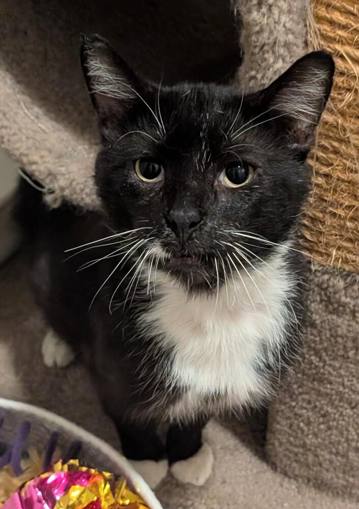 Toast Malone, Adoptable, Adult Male Domestic Short Hair.