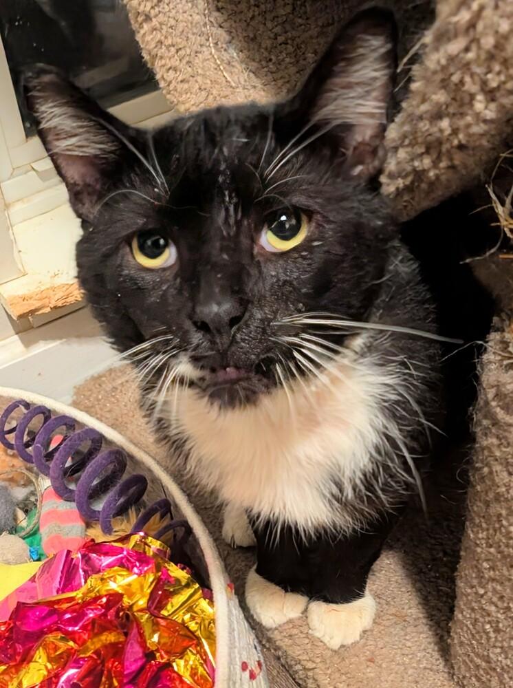Toast Malone, a Adoptable Domestic Short Hair in Springdale, PA image 3/5