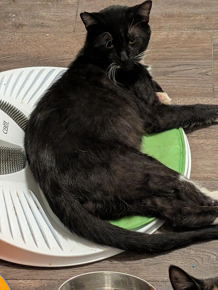 Toast Malone, a Adoptable Domestic Short Hair in Springdale, PA image 4/5