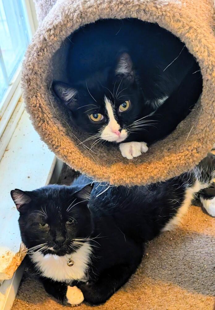 Toast Malone, a Adoptable Domestic Short Hair in Springdale, PA image 5/5