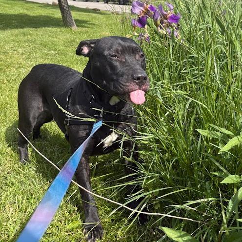 Riddle, a Adoptable Mixed Breed in Pittsburgh, PA image 1/6