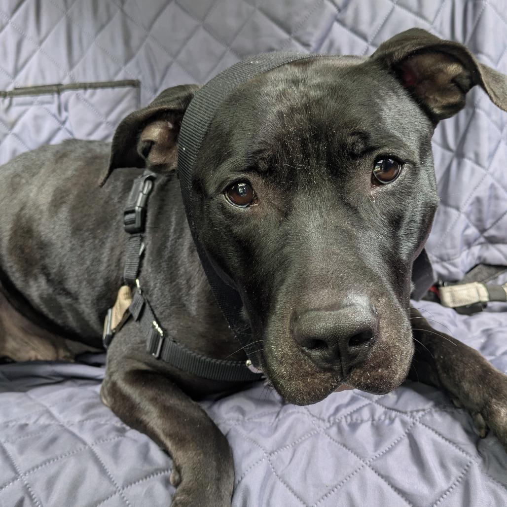 Riddle, a Adoptable Mixed Breed in Pittsburgh, PA image 2/6