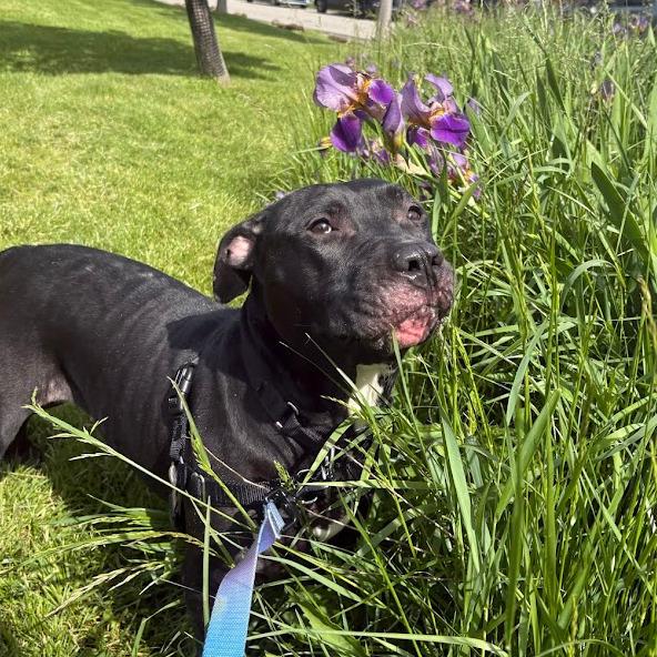 Riddle, a Adoptable Mixed Breed in Pittsburgh, PA image 3/6