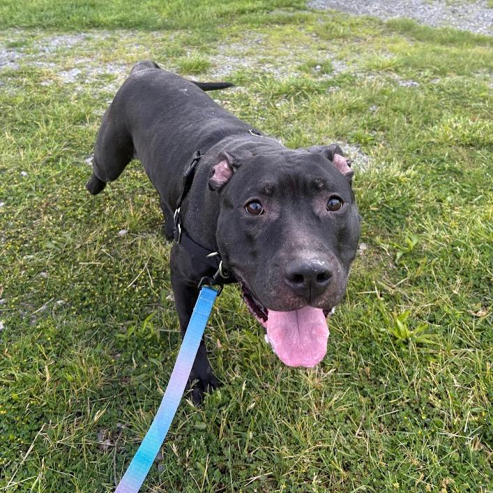 Riddle, a Adoptable Mixed Breed in Pittsburgh, PA image 4/6
