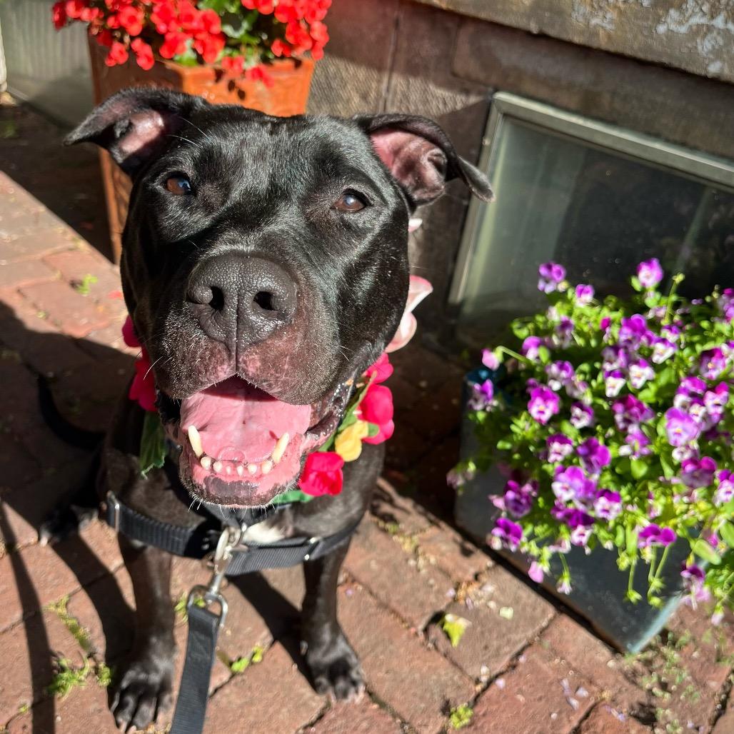 Riddle, a Adoptable Mixed Breed in Pittsburgh, PA image 5/6