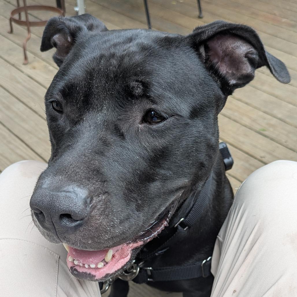 Riddle, a Adoptable Mixed Breed in Pittsburgh, PA image 6/6