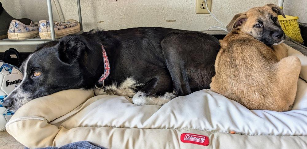 Freya 2 pup: Ragnar, Adopted, Puppy Male Mixed Breed.