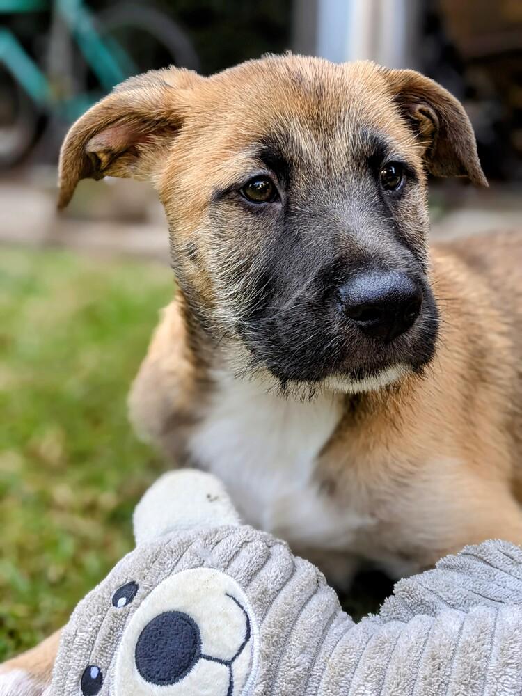 Enlarge Freya 2 pup: Ragnar, a Adopted mixed breed in San Diego, CA image 2/6