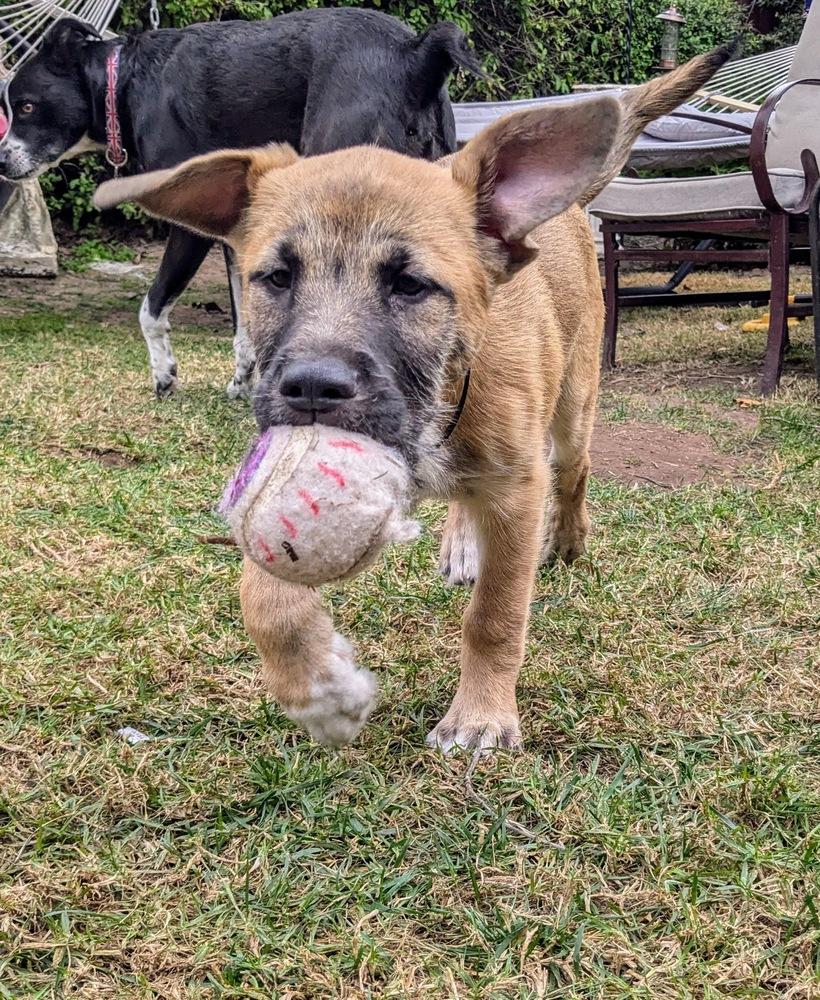 Enlarge Freya 2 pup: Ragnar, a Adopted mixed breed in San Diego, CA image 3/6