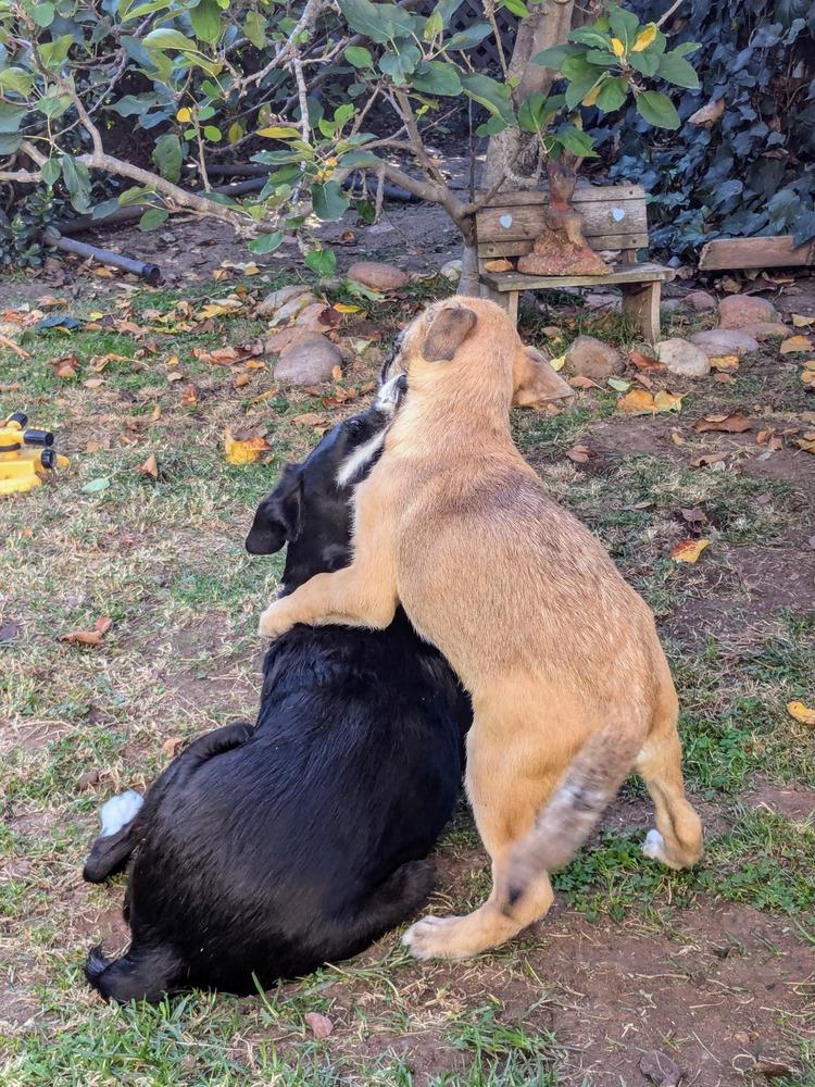 Enlarge Freya 2 pup: Ragnar, a Adopted mixed breed in San Diego, CA image 5/6