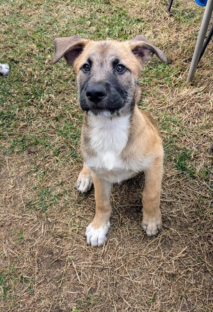 Enlarge Freya 2 pup: Ragnar, a Adopted mixed breed in San Diego, CA image 6/6