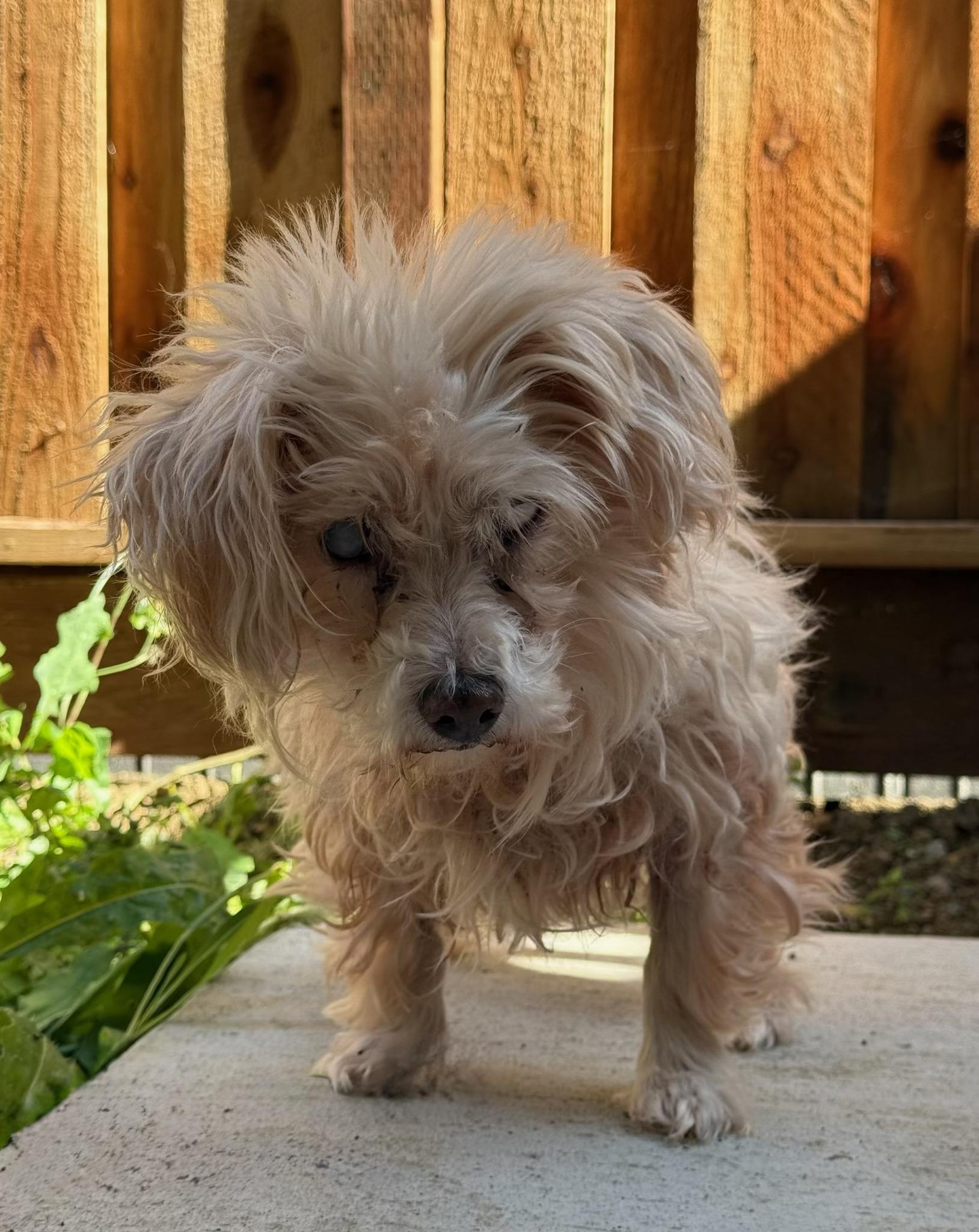 Perla, an adopted Miniature Poodle in Livermore, CA image 1/3