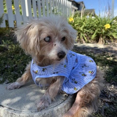 Perla, an adopted Miniature Poodle in Livermore, CA image 2/3