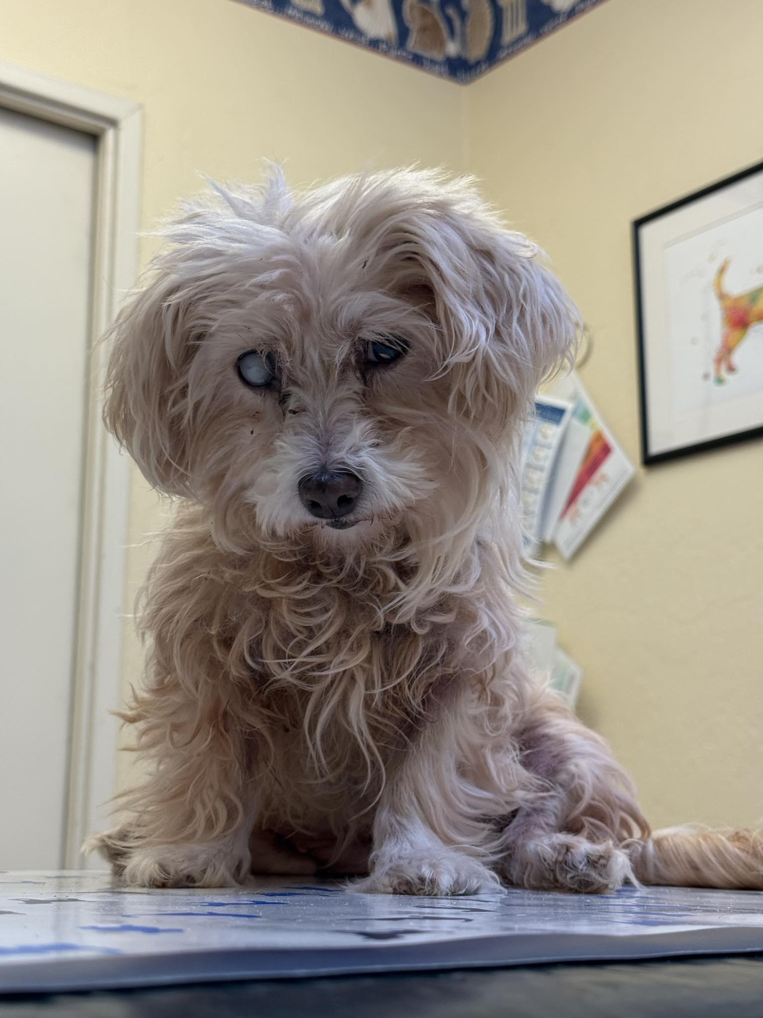 Perla, an adopted Miniature Poodle in Livermore, CA image 3/3