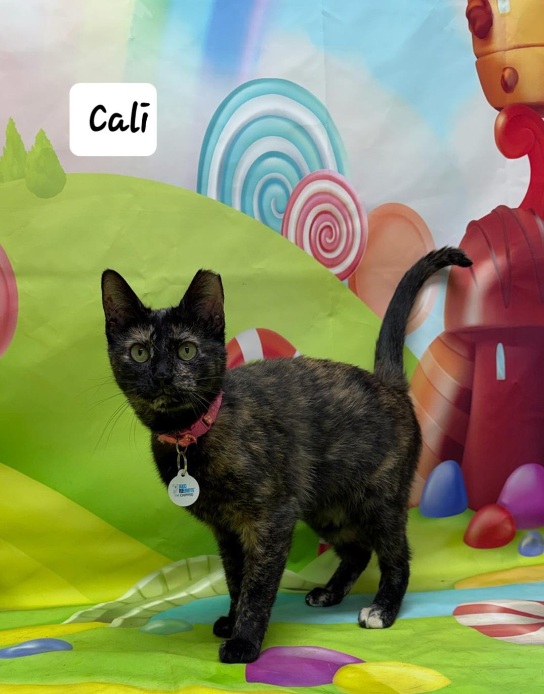 Enlarge Cali, a ADOPTABLE Tortoiseshell in Urbana, OH image 1/1
