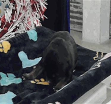 Soren, ADOPTABLE, Puppy Male Siberian Husky.