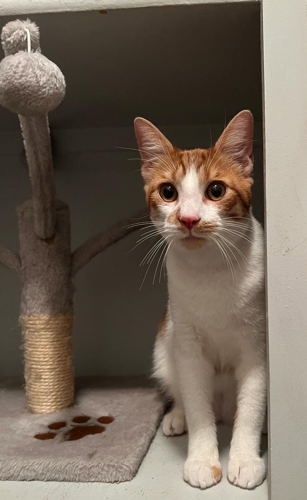 Enlarge Beckett, a Adopted Domestic Short Hair in Mission Viejo, CA image 1/3