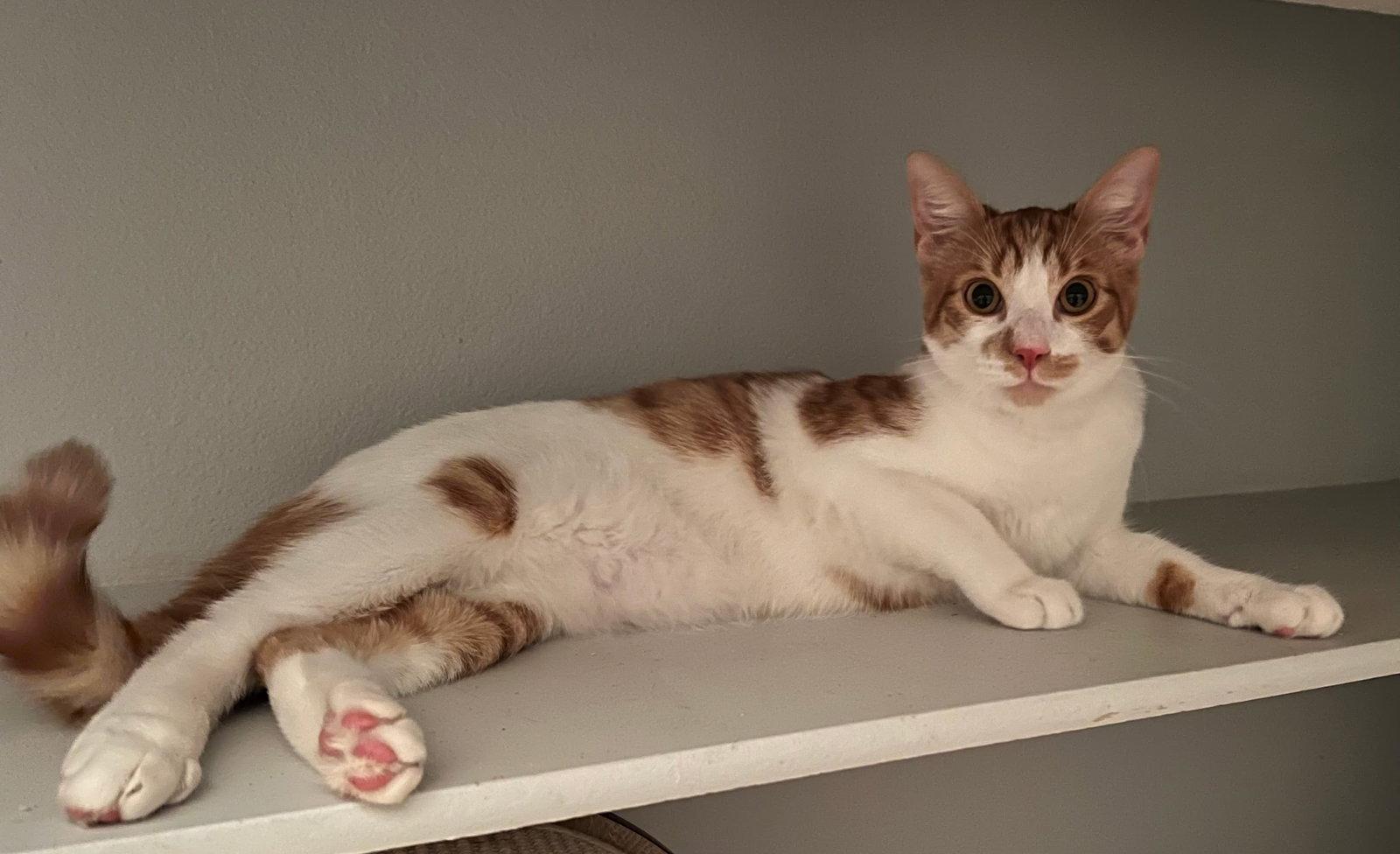 Enlarge Beckett, a Adopted Domestic Short Hair in Mission Viejo, CA image 2/3