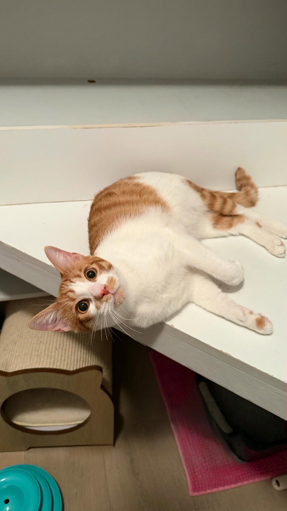 Enlarge Beckett, a Adopted Domestic Short Hair in Mission Viejo, CA image 3/3