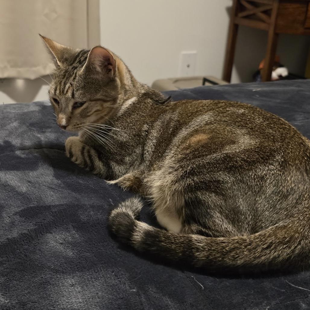 Duchess, Adoptable, Young Female Domestic Short Hair.