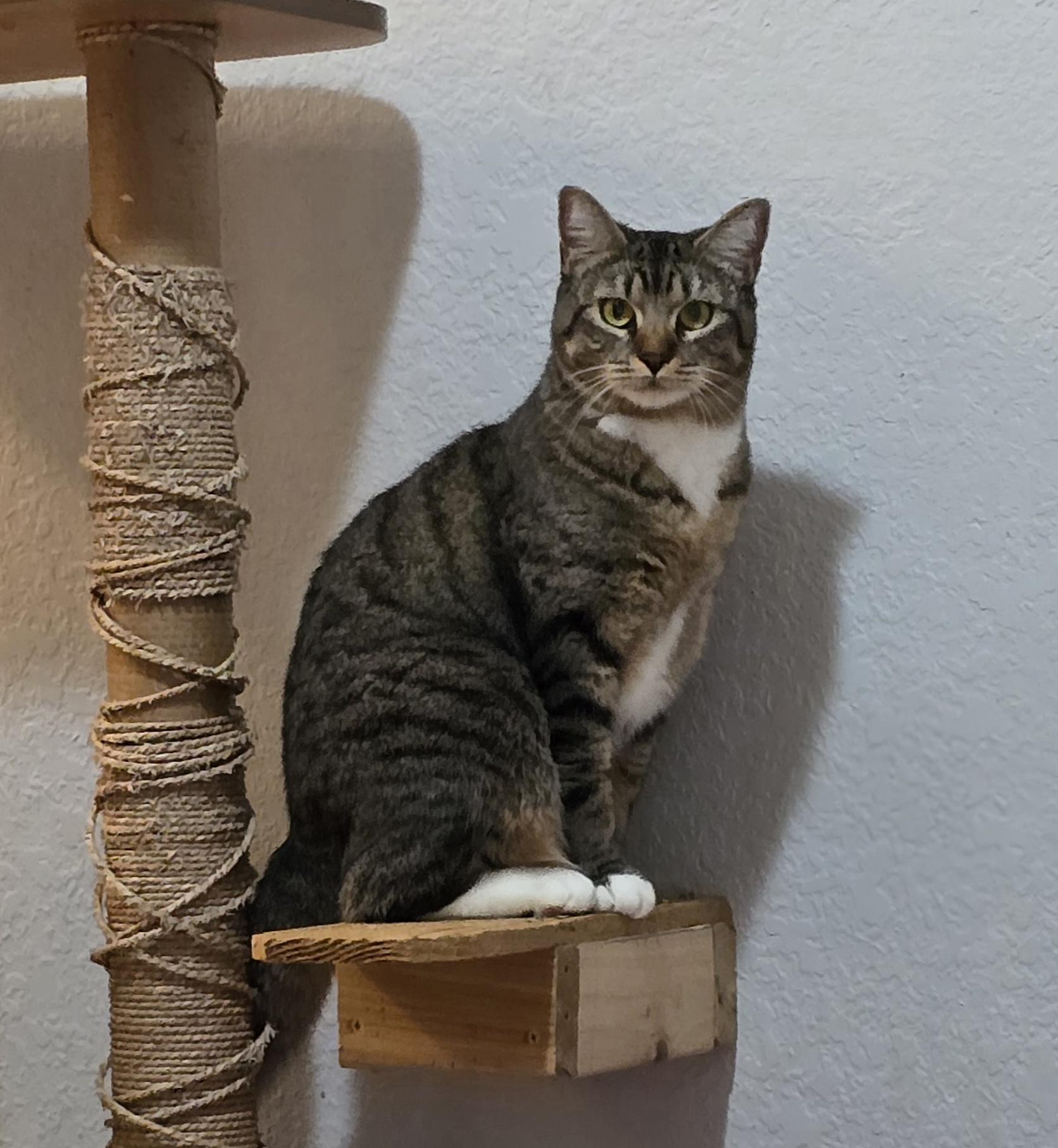 Wiggles, an adoptable Tabby in Lacey, WA image 1/6