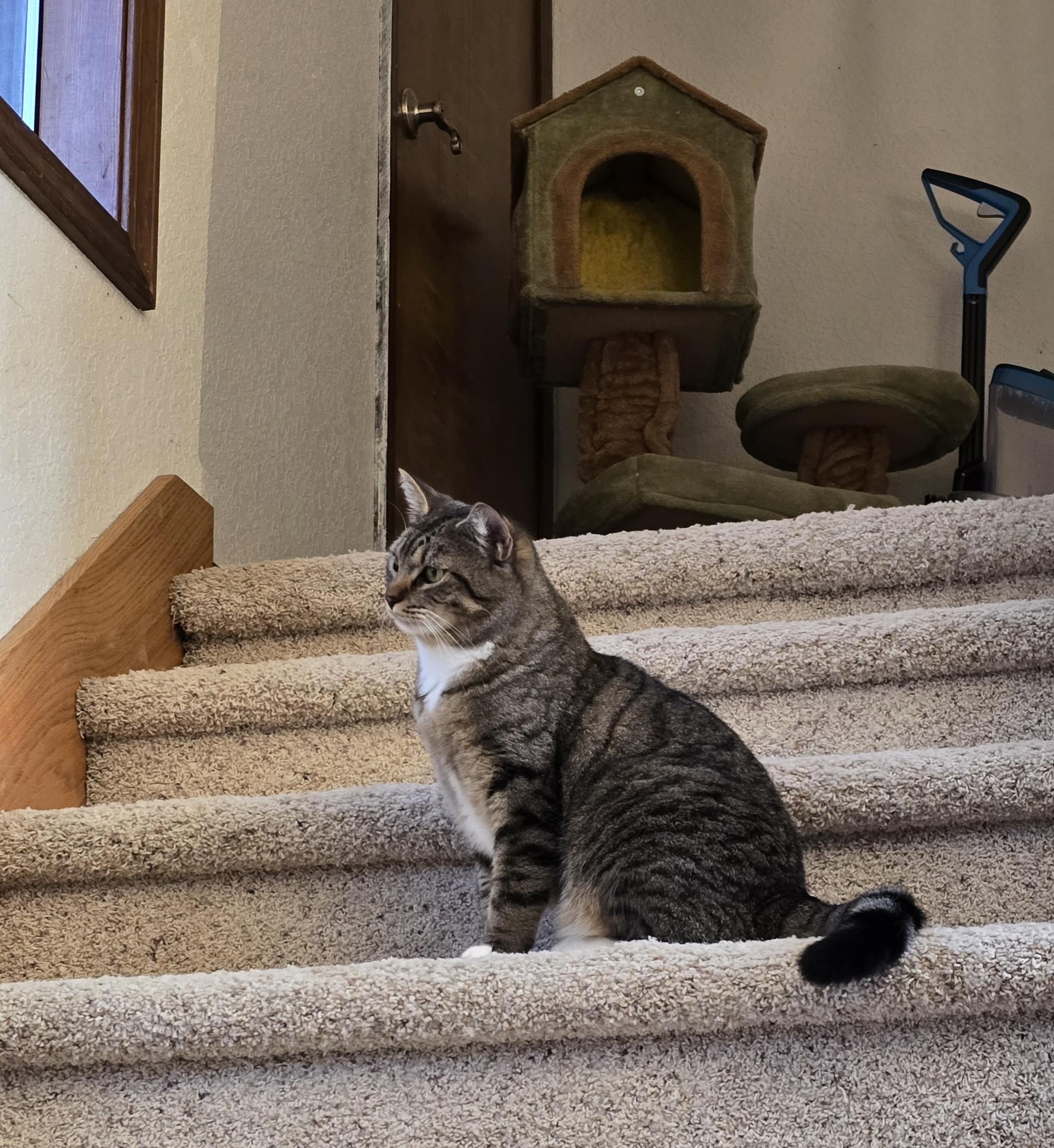 Wiggles, an adoptable Tabby in Lacey, WA image 2/6
