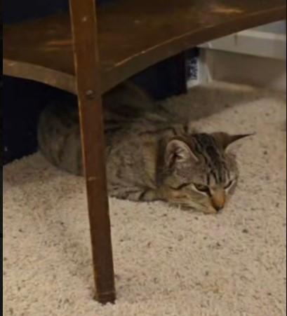 Enlarge Wiggles, an adoptable Tabby in Lacey, WA image 3/3