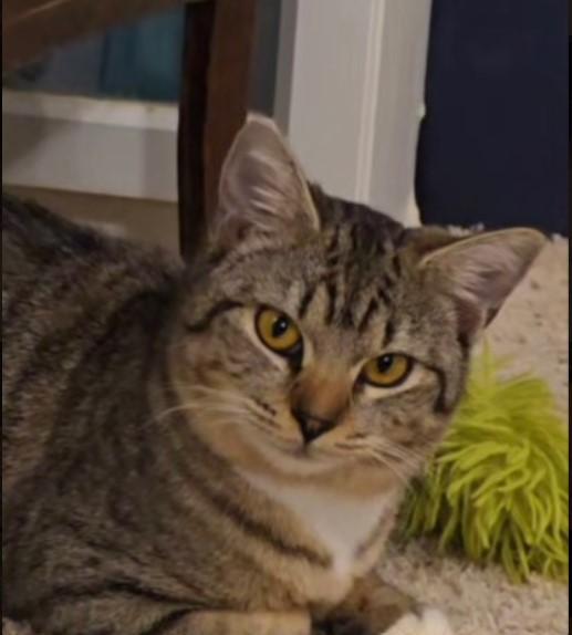 Enlarge Wiggles, an adoptable Tabby in Lacey, WA image 1/3