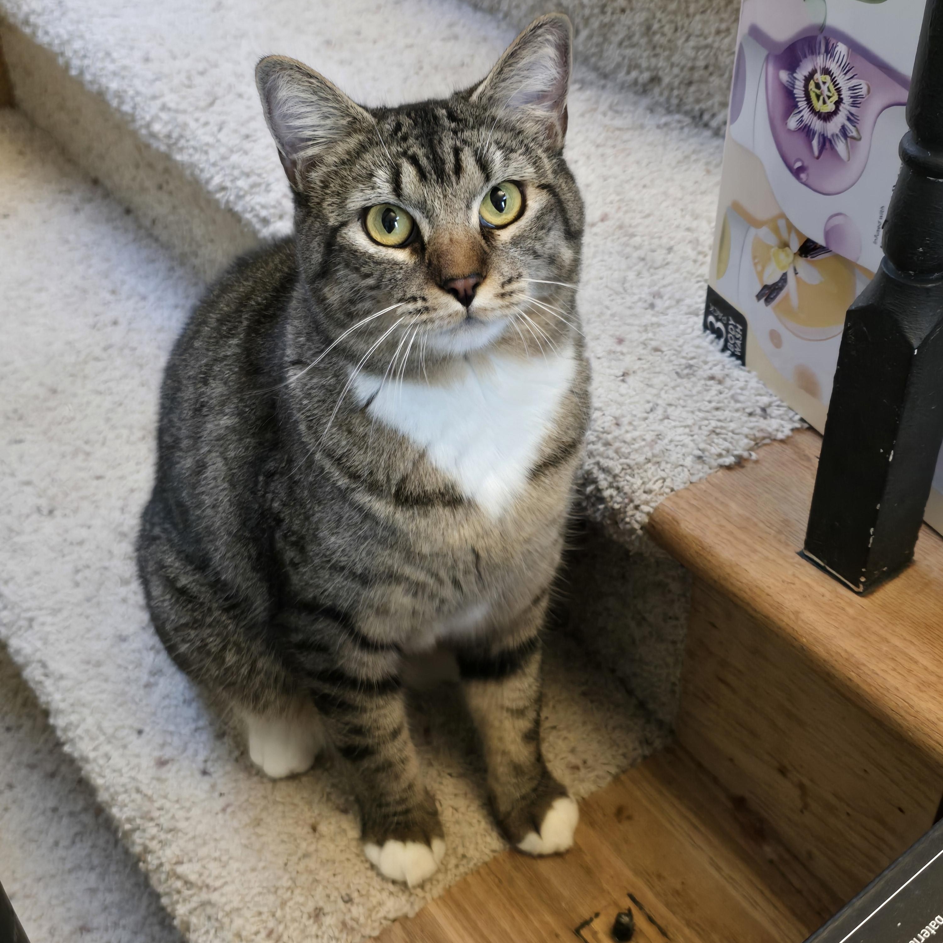 Wiggles, an adoptable Tabby in Lacey, WA image 5/6