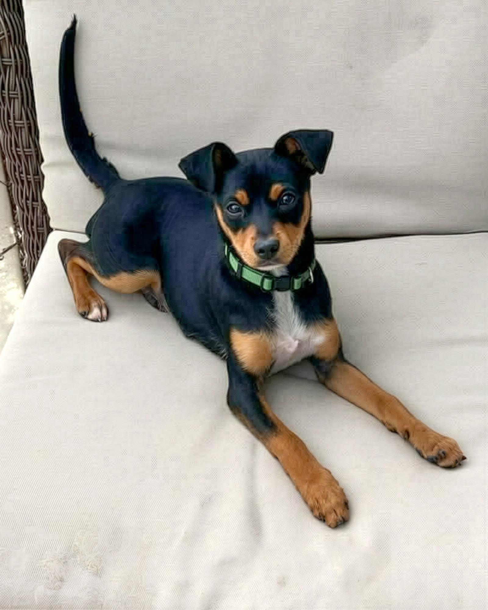 Peety, a Adopted Terrier in Corona, CA image 1/3