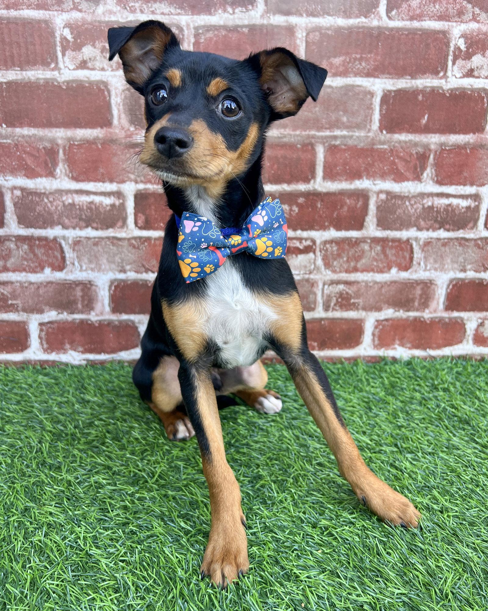 Peety, a Adopted Terrier in Corona, CA image 2/3