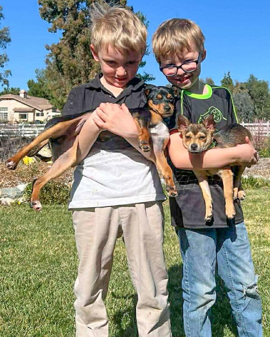 Peety, a Adopted Terrier in Corona, CA image 3/3