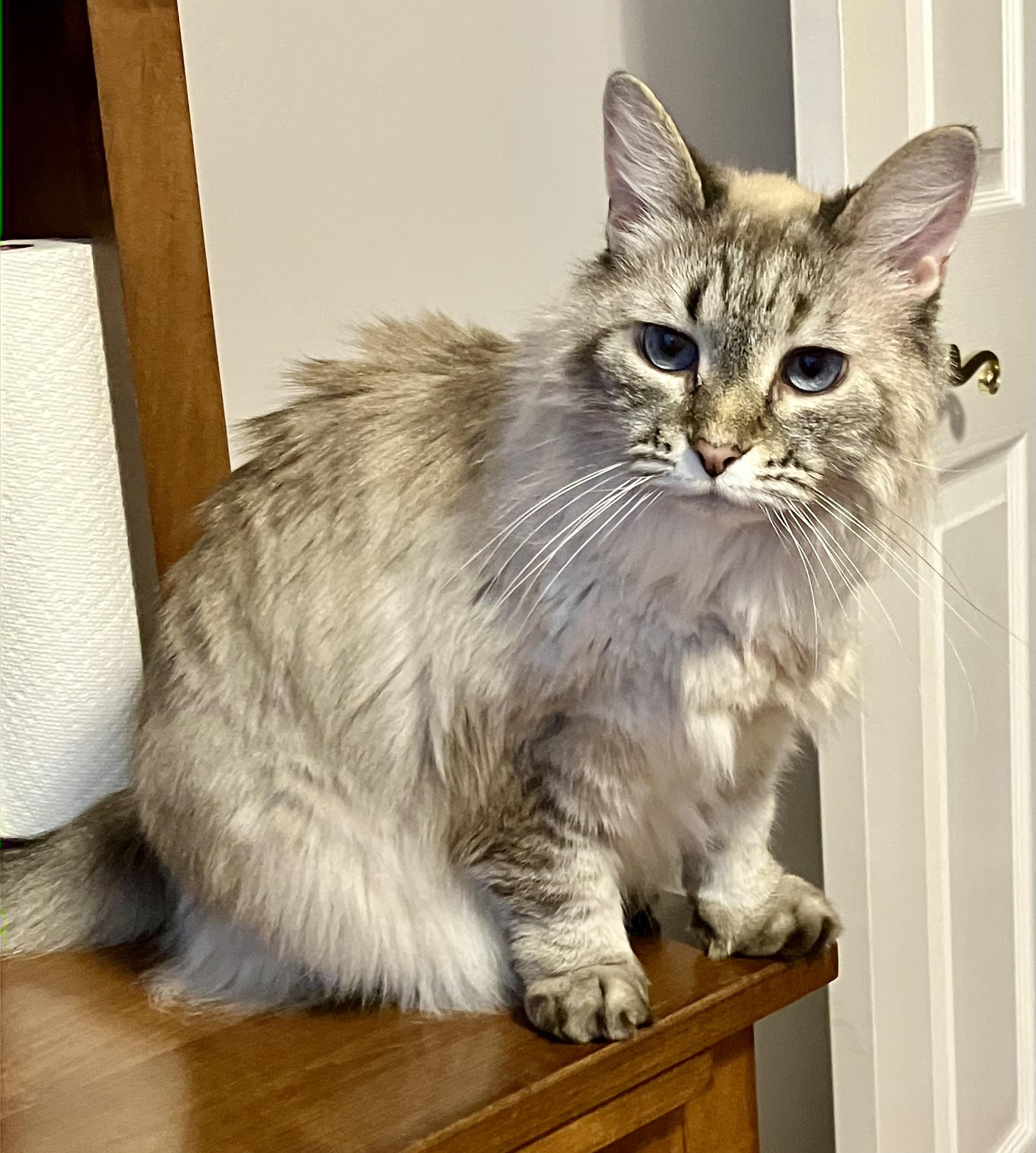 Enlarge Hazelnut, an adopted Himalayan in BLACK MOUNTAIN, NC image 2/3