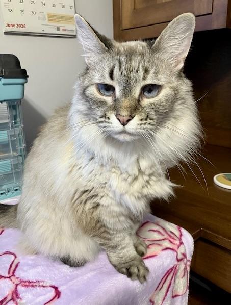 Enlarge Hazelnut, an adopted Himalayan in BLACK MOUNTAIN, NC image 1/3