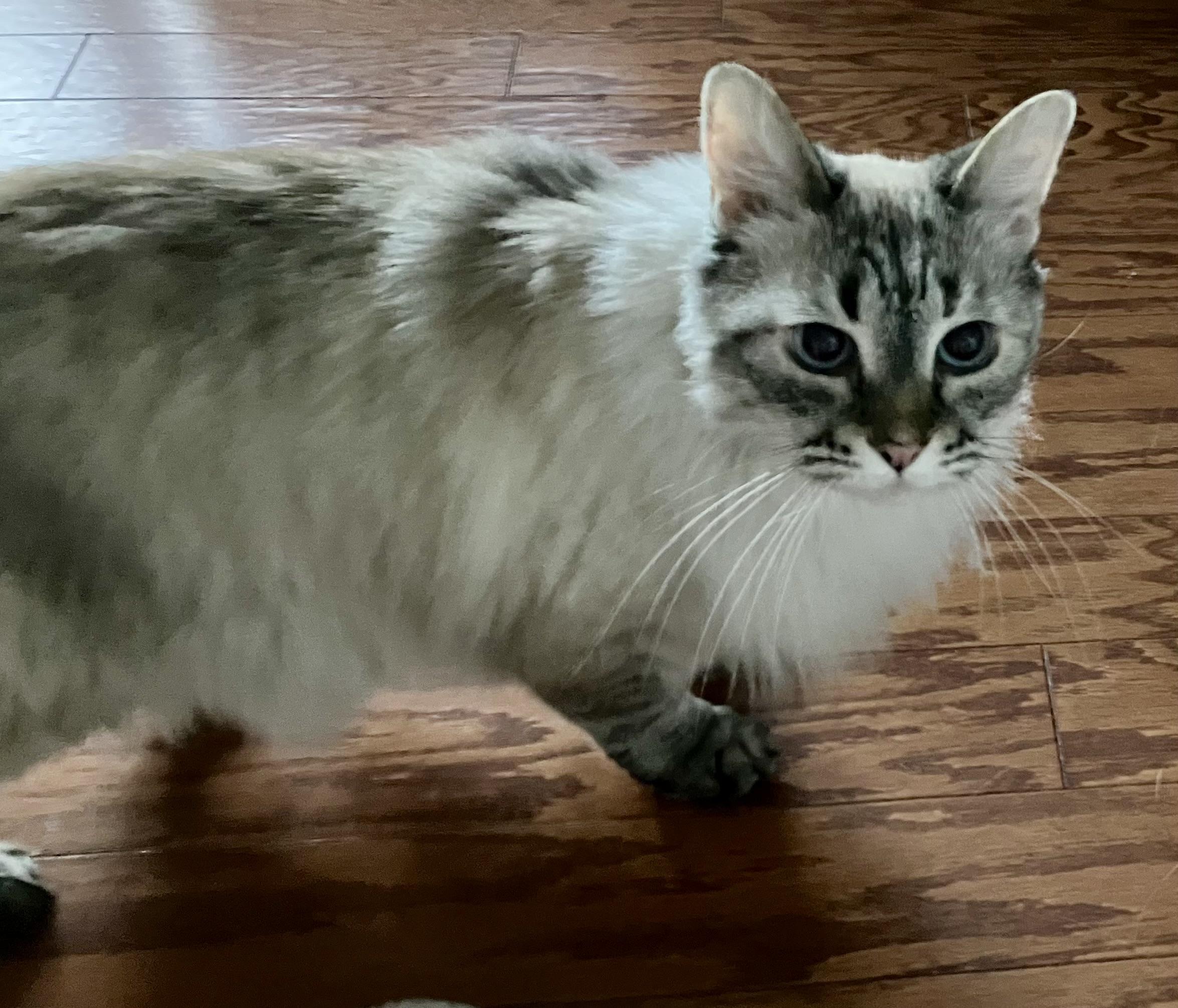 Enlarge Hazelnut, an adopted Himalayan in BLACK MOUNTAIN, NC image 3/3