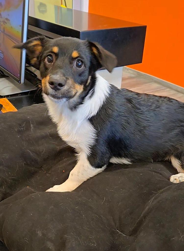 Mina Yrly 314, Adopted, Young Female Corgi & Havanese.