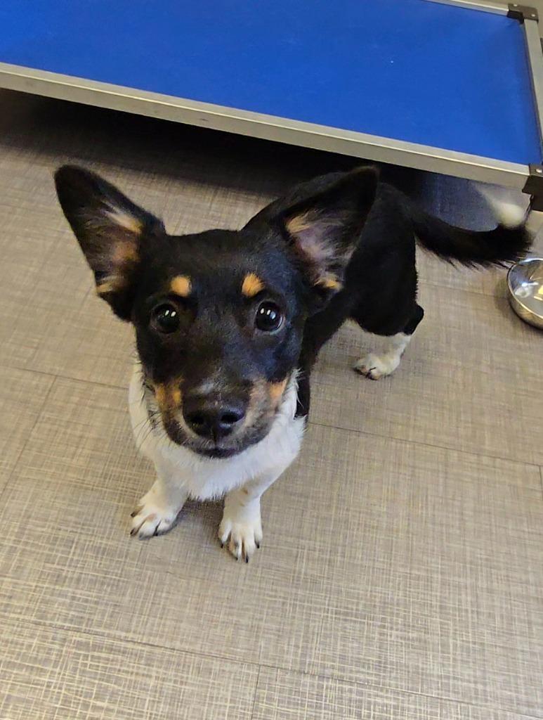 Enlarge Mina Yrly 314, a Adopted mixed breed in Sidney, OH image 2/2