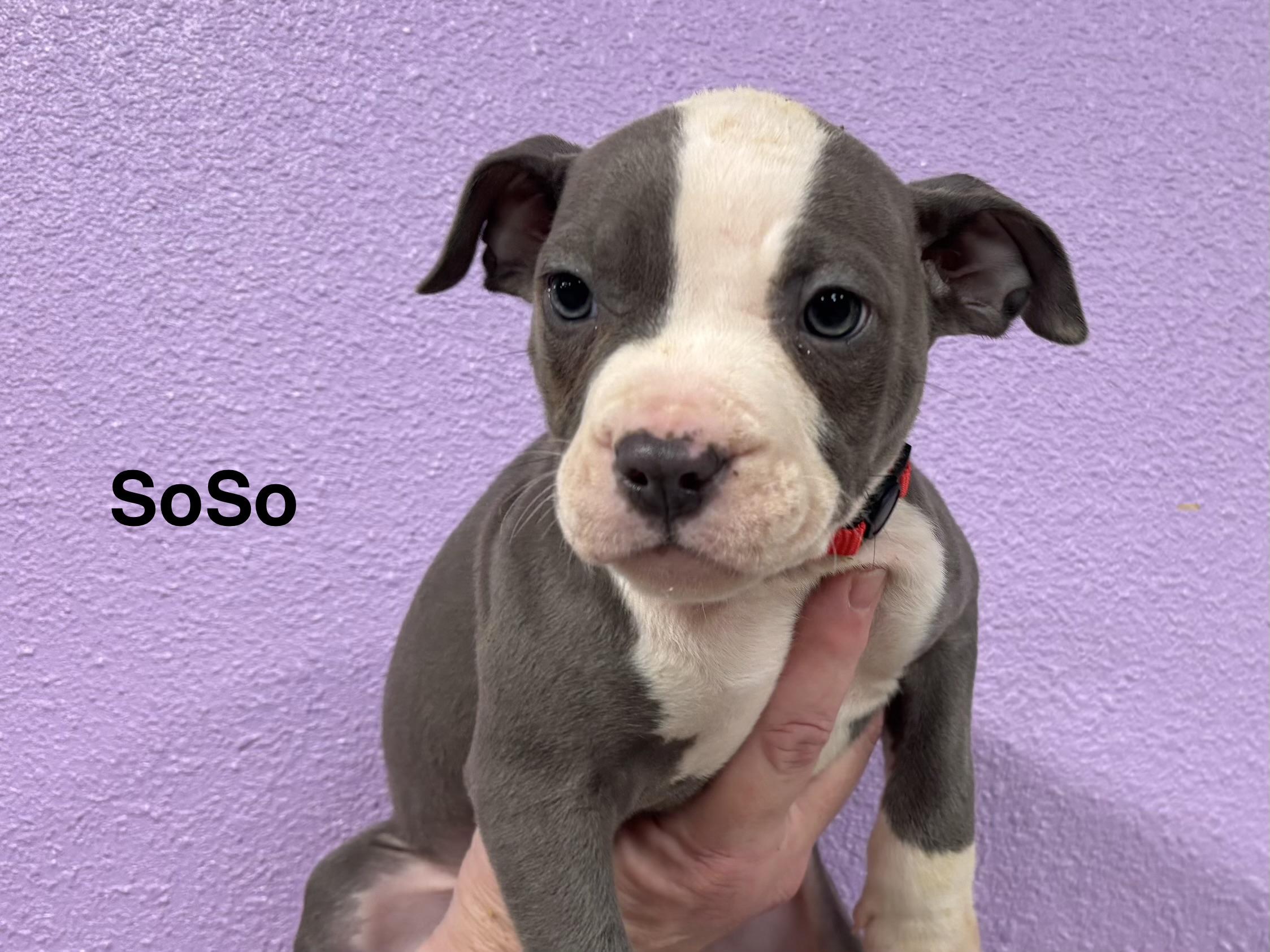 Enlarge SoSo, an adopted Pit Bull Terrier in Woodland, CA image 1/1