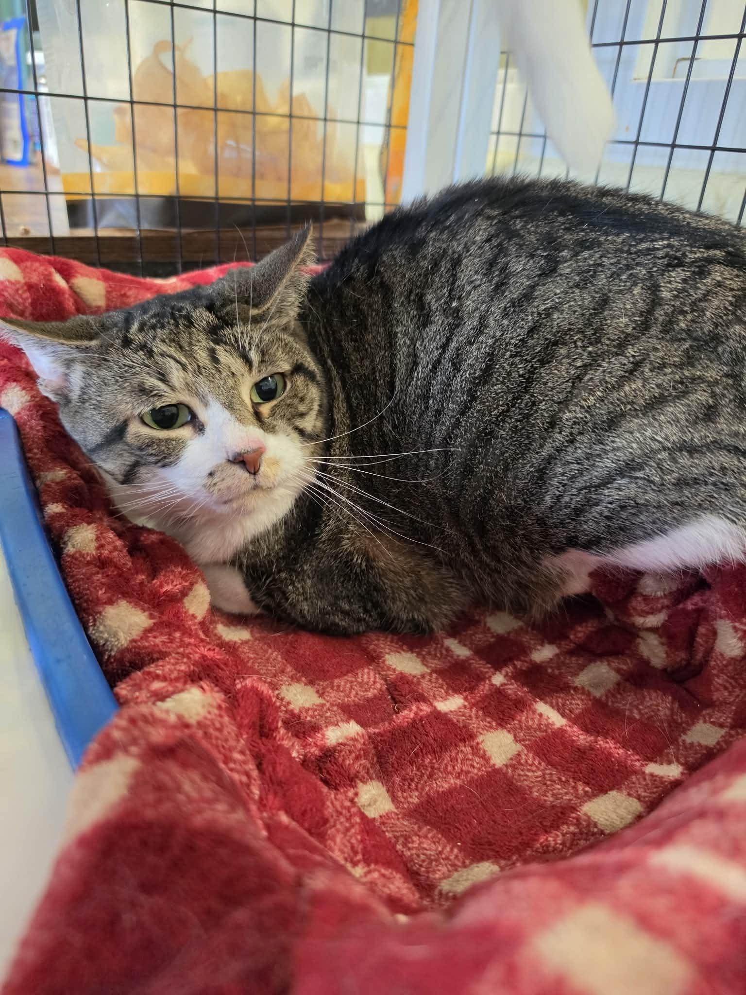 Enlarge Riley, a ADOPTABLE Domestic Short Hair in Ionia, MI image 1/1