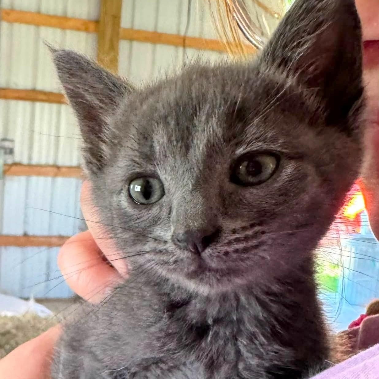 Enlarge Babette, an adopted Domestic Short Hair in Traverse City, MI image 1/1