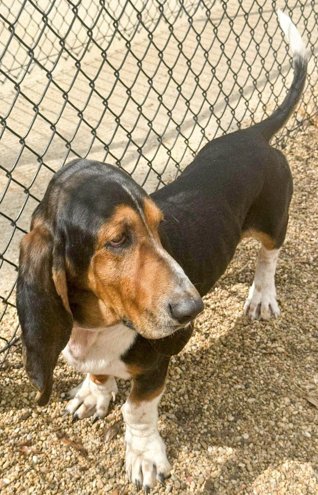Enlarge MURPHY, a Adoptable Basset Hound in Mays Landing, NJ image 1/3