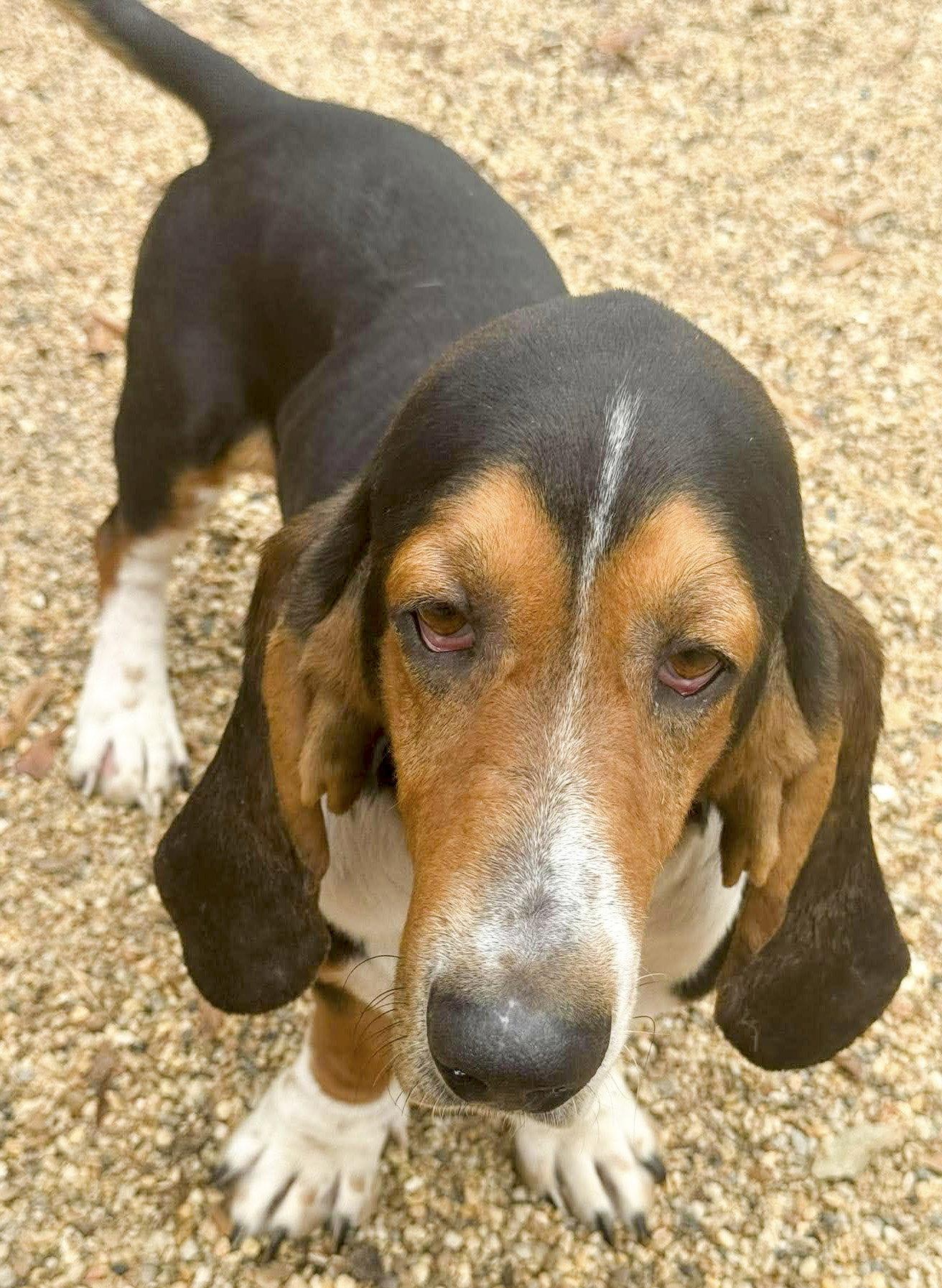 Enlarge MURPHY, a Adoptable Basset Hound in Mays Landing, NJ image 3/3